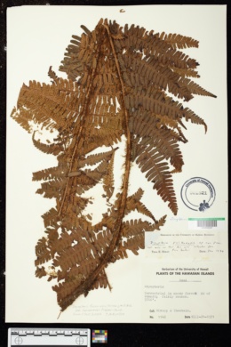Dryopteris fusco-atra var. lamoureuxii image