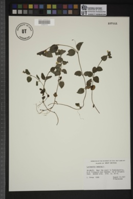 Lysimachia nemorum image