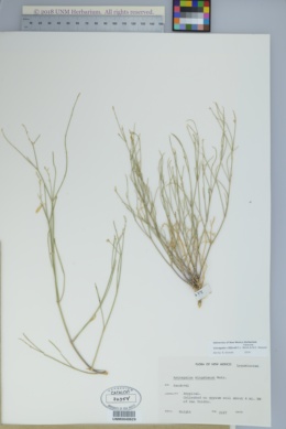 Image of Astragalus cliffordii