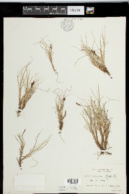 Carex rufina image