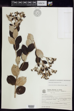Banisteriopsis paraguariensis image