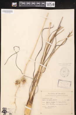 Agave variegata image
