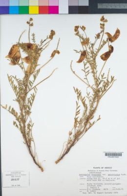 Astragalus douglasii var. perstrictus image