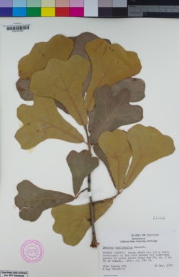 Quercus marilandica image