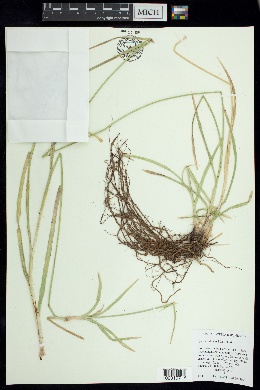 Cyperus dioicus image