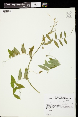 Image of Lathyrus jepsonii