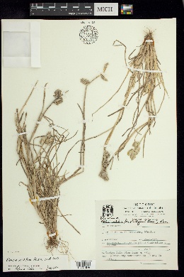 Image of Eleusine multiflora