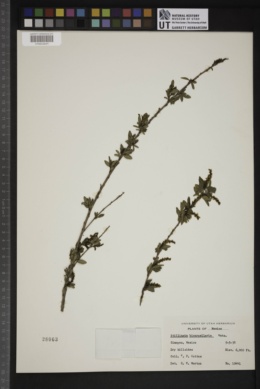 Stillingia bicarpellaris image