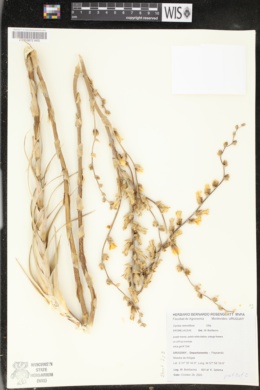 Dyckia remotiflora image