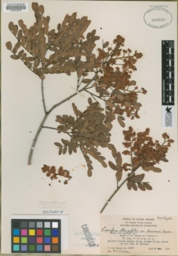 Image of Copaifera oblongifolia