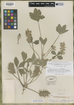 Psoralea subulata image