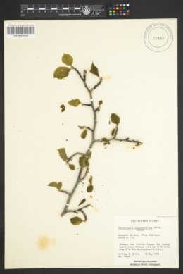 Image of Parrotiopsis jacquemontiana