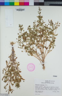 Image of Gratiola neglecta