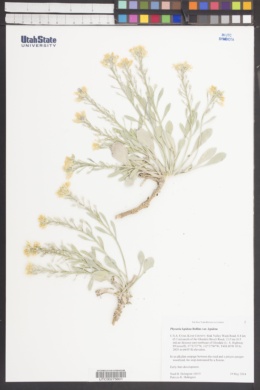 Physaria lepidota var. lepidota image