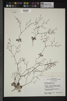 Eriogonum nutans var. glabratum image