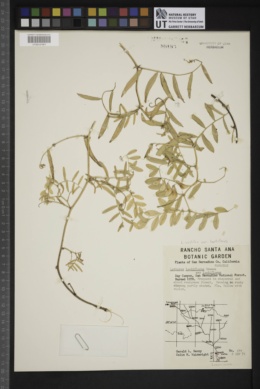 Lathyrus vestitus subsp. laetiflorus image