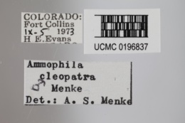 Ammophila cleopatra image