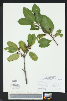 Frangula betulifolia var. betulifolia image