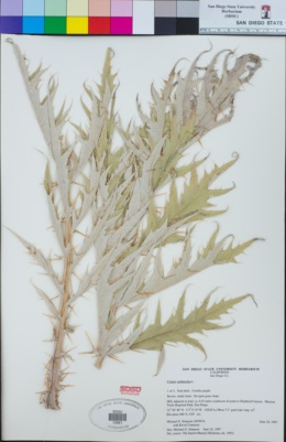Cynara cardunculus subsp. flavescens image
