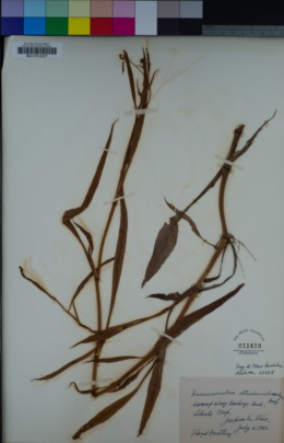 Image of Ranunculus ambigens