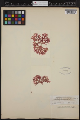 Callophyllis haenophylla image