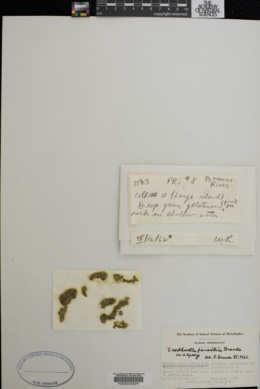 Chlorella parasitica image