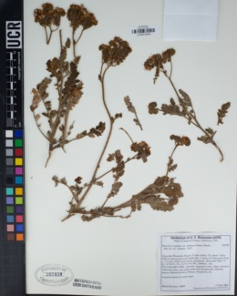 Phacelia crenulata var. ambigua image