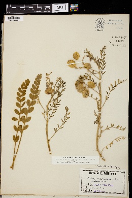 Astragalus triflorus image