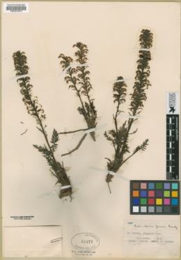 Image of Pedicularis jonesii