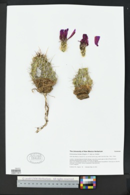 Echinocereus fendleri var. fendleri image