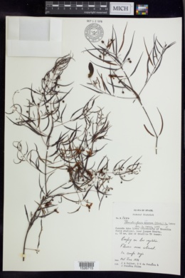 Banisteriopsis acerosa image