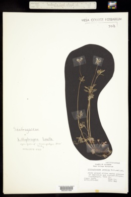Lithophragma tenella image