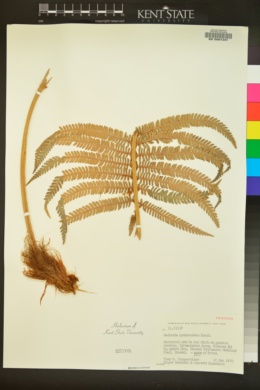 Sadleria cyatheoides image