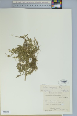 Elatine brachysperma image
