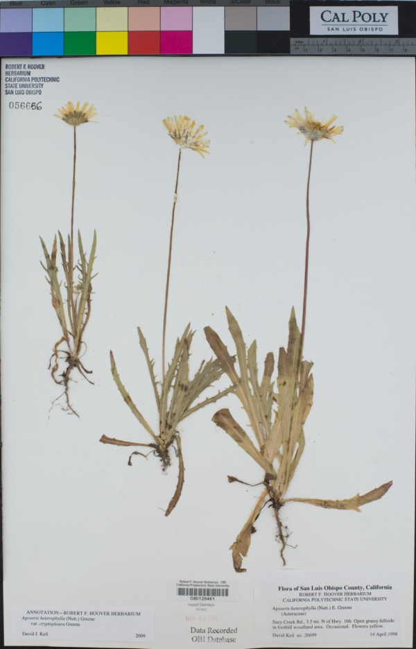 Agoseris heterophylla var. cryptopleura image