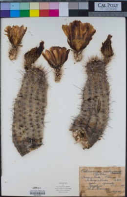 Image of Echinocereus fasciculatus