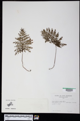 Image of Crepidomanes draytonianum