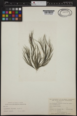 Cladophora colensoi image