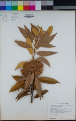 Chrysolepis chrysophylla var. chrysophylla image