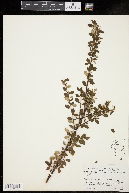 Cotoneaster dammeri image