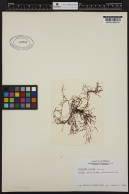 Mychodea hamata image