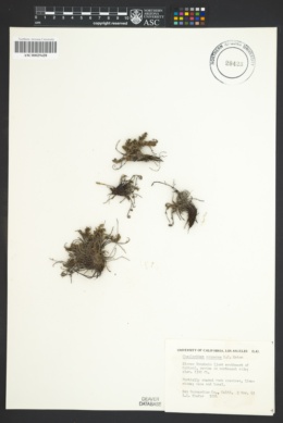Myriopteris cooperae image