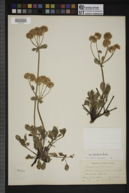 Eriogonum umbellatum var. desereticum image