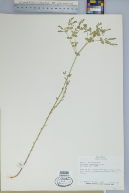 Euphorbia chamaesula image
