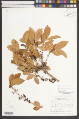 Empogona ovalifolia image
