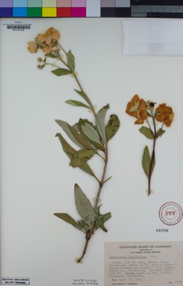 Image of Carpenteria californica