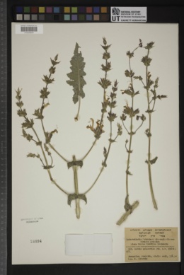 Salvia palaestina image