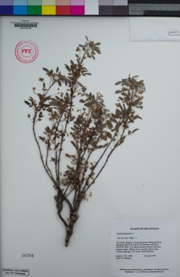 Image of Oxalis frutescens