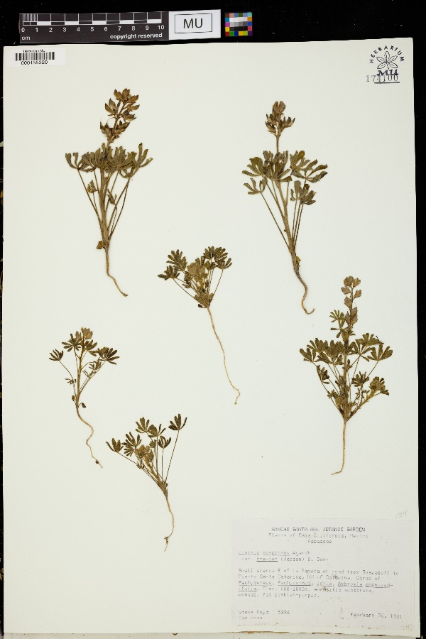 Lupinus concinnus var. brevior image