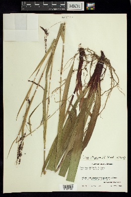 Carex steyermarkii image